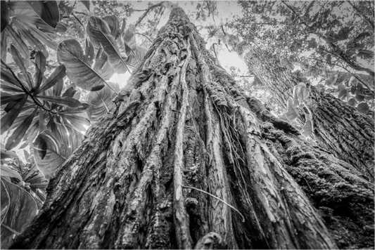 Main image Tree of life